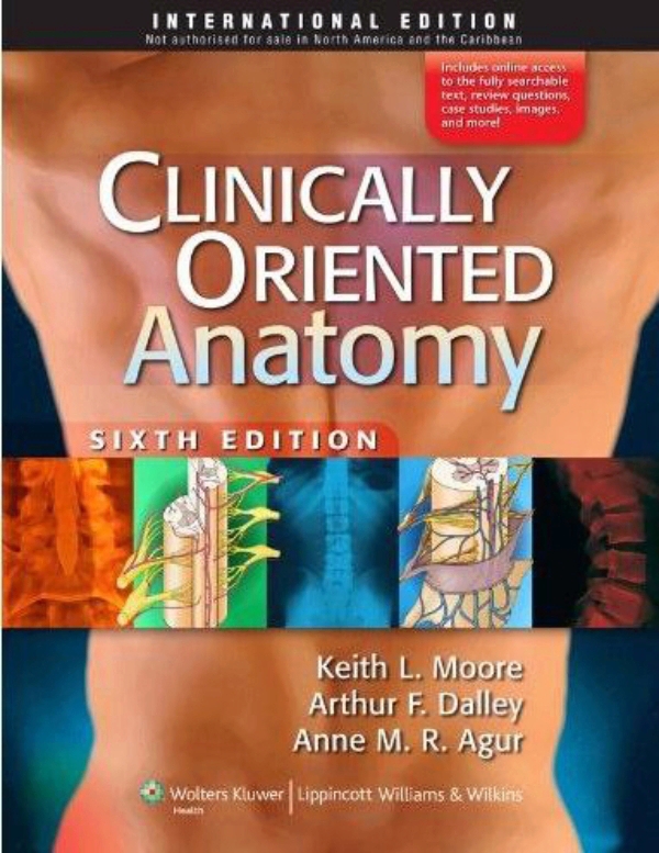 Moores Clinically Oriented Anatomy 8th Edition PDF Free