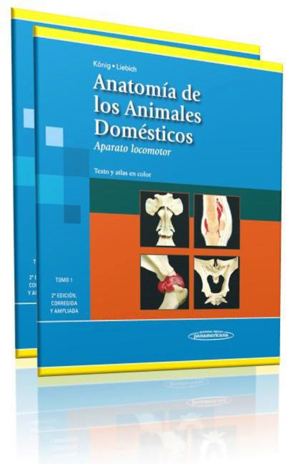 Resultado de imagen para anatomia veterinaria koning y l